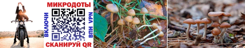 цены наркотик  Слободской  Псилоцибиновые грибы Psilocybe 